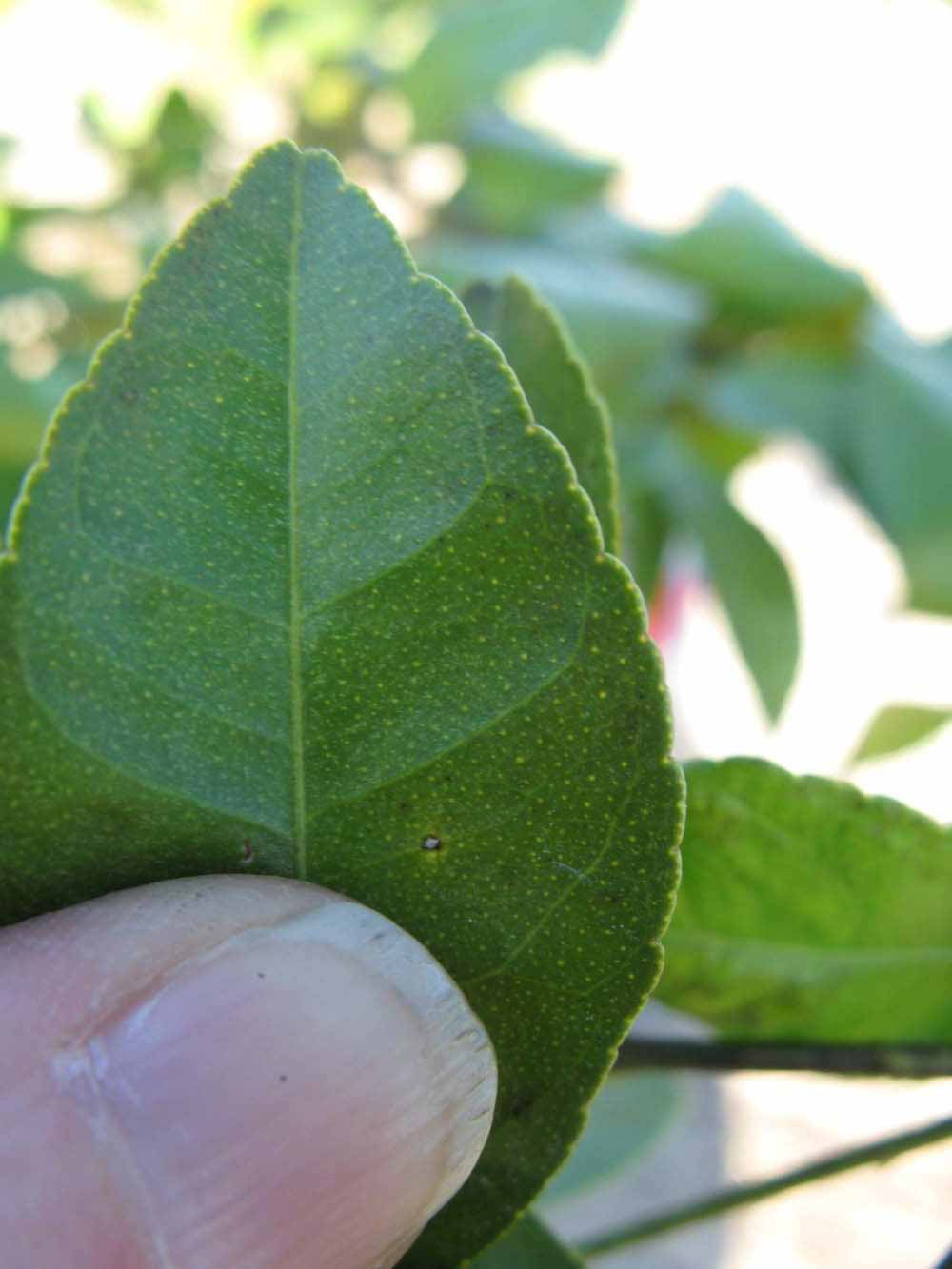              Margin (Estes, Winter Haven, FL)       